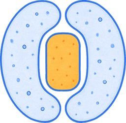 Stomata Gates Graphic